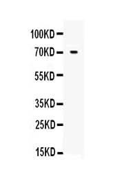 Anti-Angiopoietin-1/ANGPT1 Antibody Picoband® Boster Bio