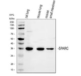 Anti-SPARC Antibody Picoband® Boster Bio