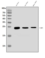 Anti-Aquaporin 1/AQP1 Antibody Picoband® Boster Bio