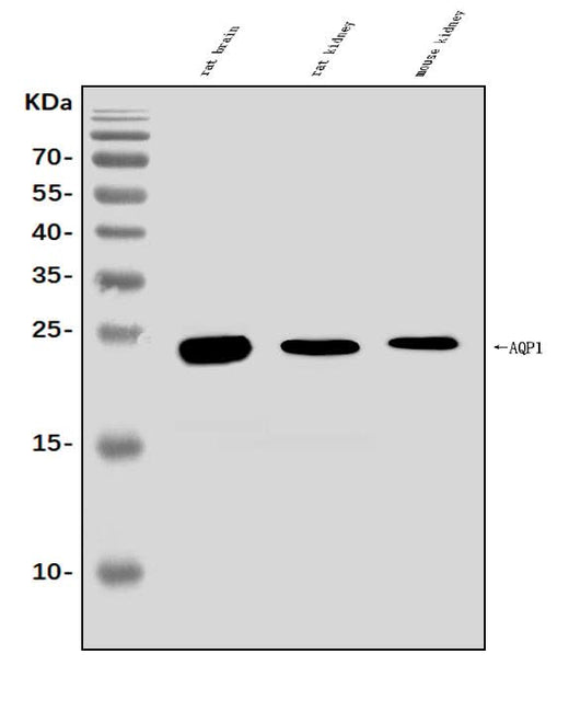 Anti-Aquaporin 1/AQP1 Antibody Picoband® Boster Bio