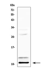 Anti-PF4 Antibody Picoband® Boster Bio