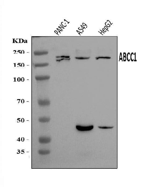 Anti-MRP1/ABCC1 Antibody Picoband® Boster Bio