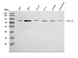 Anti-DLL4 Antibody Picoband® Boster Bio
