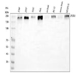 Anti-PER1 Antibody Picoband® Boster Bio