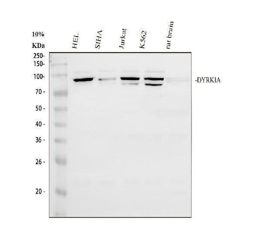 Anti-DYRK1A Antibody Picoband® Boster Bio