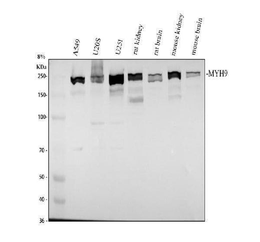 Anti-MYH9 Antibody Picoband® Boster Bio