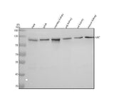 Anti-NNT Antibody Picoband® Boster Bio
