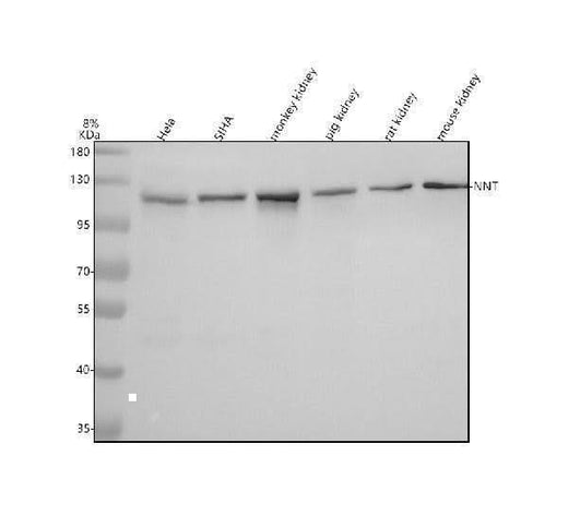 Anti-NNT Antibody Picoband® Boster Bio