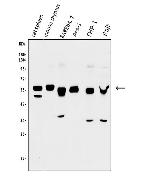 Anti-GFI1 Antibody Picoband® Boster Bio