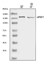 Anti-APAF1 Antibody Picoband® Boster Bio