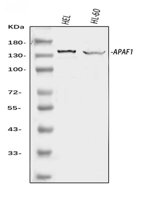 Anti-APAF1 Antibody Picoband® Boster Bio