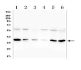 Anti-Orai1 Antibody Picoband® Boster Bio