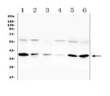 Anti-Orai1 Antibody Picoband® Boster Bio
