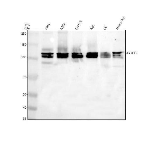 Anti-TYRO3 Antibody Picoband® Boster Bio