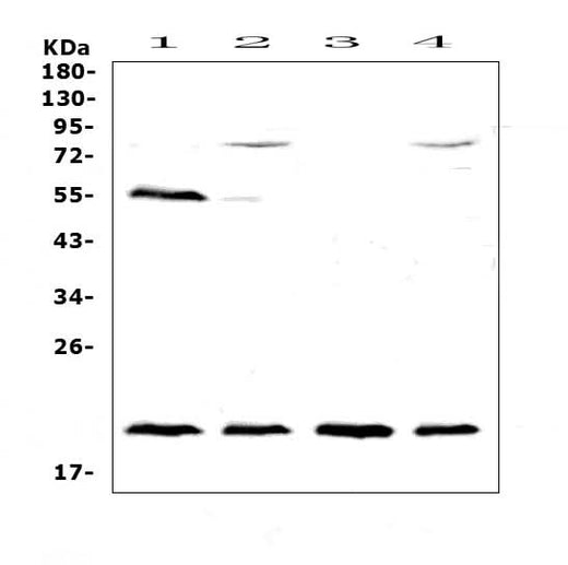 Anti-CD59/Cd59a Antibody Picoband® Boster Bio