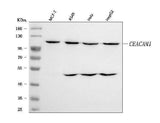 Anti-CEACAM1 Antibody Picoband® Boster Bio