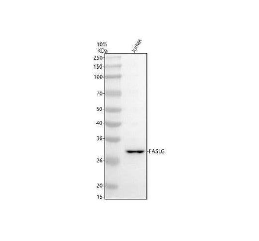 Anti-FASL/FASLG Antibody Picoband® Boster Bio
