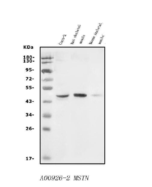 Anti-GDF8/Myostatin/MSTN Antibody Picoband® Boster Bio