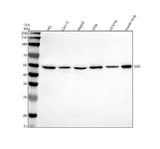 Anti-GSS Antibody Picoband® Boster Bio
