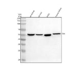 Anti-GSS Antibody Picoband® Boster Bio