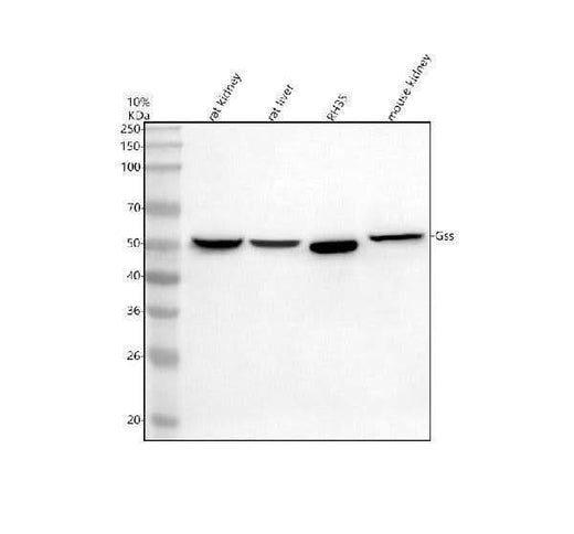Anti-GSS Antibody Picoband® Boster Bio