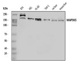 Anti-ASK1/MAP3K5 Antibody Picoband® Boster Bio