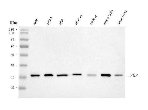Anti-PGP Antibody Picoband® Boster Bio