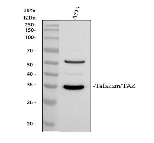 Anti-Tafazzin/TAZ Antibody Picoband® Boster Bio