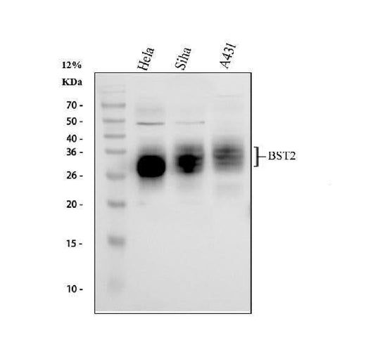 Anti-BST2/Tetherin Antibody Picoband® Boster Bio