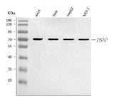Anti-PSAP Antibody Picoband® Boster Bio