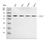 Anti-PSAP Antibody Picoband® Boster Bio