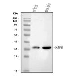Anti-NAPB Antibody Picoband® Boster Bio