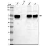 Anti-LTBR Antibody Picoband® Boster Bio