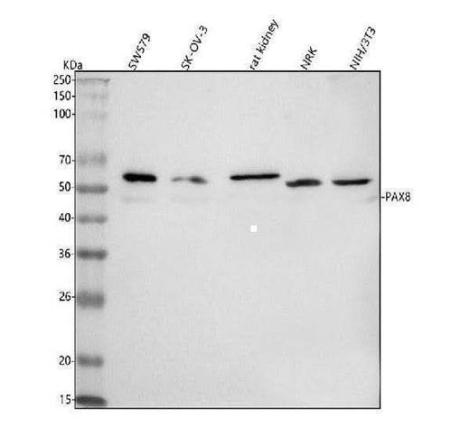 Anti-PAX8 Antibody Picoband® Boster Bio