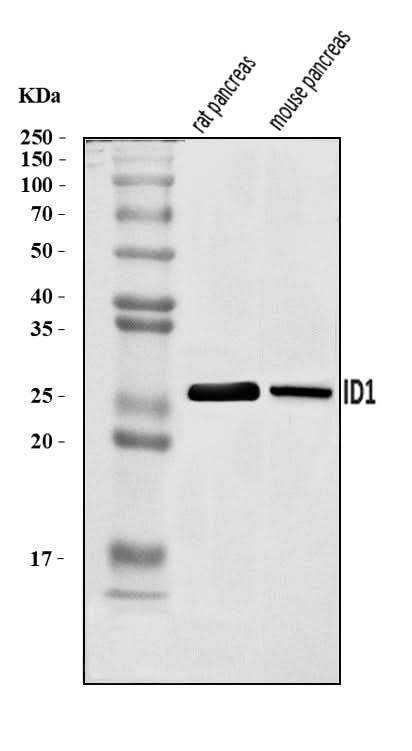 Anti-Id1 Antibody Picoband® Boster Bio