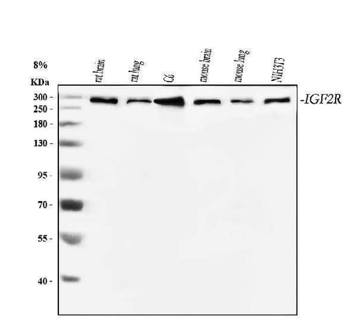 Anti-Mannose 6 Phosphate Receptor/Igf2r Antibody Picoband® Boster Bio