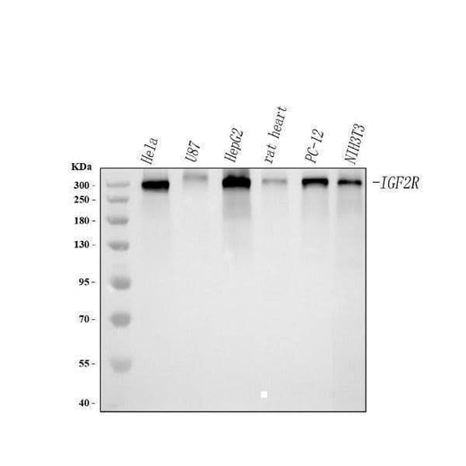 Anti-Mannose 6 Phosphate Receptor (Cation independent)/IGF2R Antibody Picoband® Boster Bio