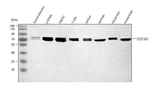 Anti-GRP78/BIP/HSPA5 Antibody Picoband® Boster Bio