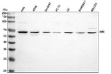 Anti-IRF5 Antibody Picoband® Boster Bio
