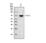 Anti-FOXC1 Antibody Picoband® Boster Bio