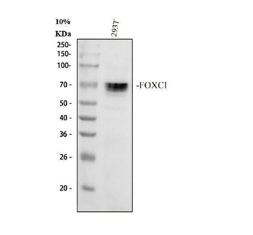 Anti-FOXC1 Antibody Picoband® Boster Bio