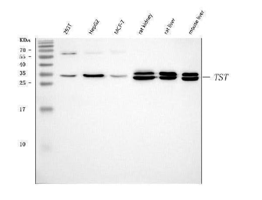 Anti-TST Antibody Picoband® Boster Bio