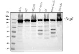 Anti-BAT3/BAG6 Antibody Picoband® Boster Bio