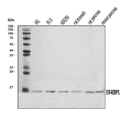 Anti-EIF4EBP1 Antibody Picoband® Boster Bio