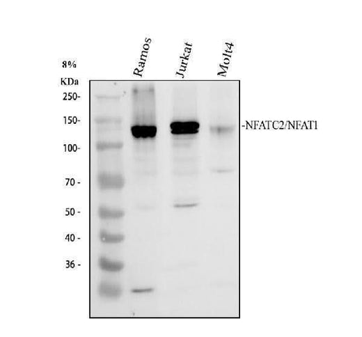 Anti-NFAT1/NFATC2 Antibody Picoband® Boster Bio