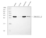 Anti-TWIST1/2 Antibody Picoband® Boster Bio