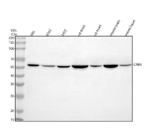 Anti-CRBN Antibody Picoband® Boster Bio