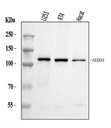 Anti-NEDD4 Antibody Picoband® Boster Bio