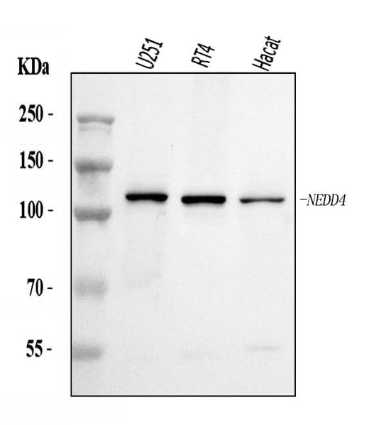 Anti-NEDD4 Antibody Picoband® Boster Bio