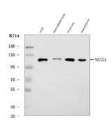 Anti-Nedd4 Antibody Picoband® Boster Bio